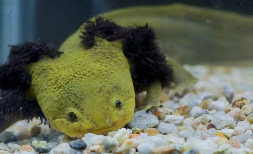 ¿Conoces al Achoque? El primo michoacano del&nbsp;Ajolote