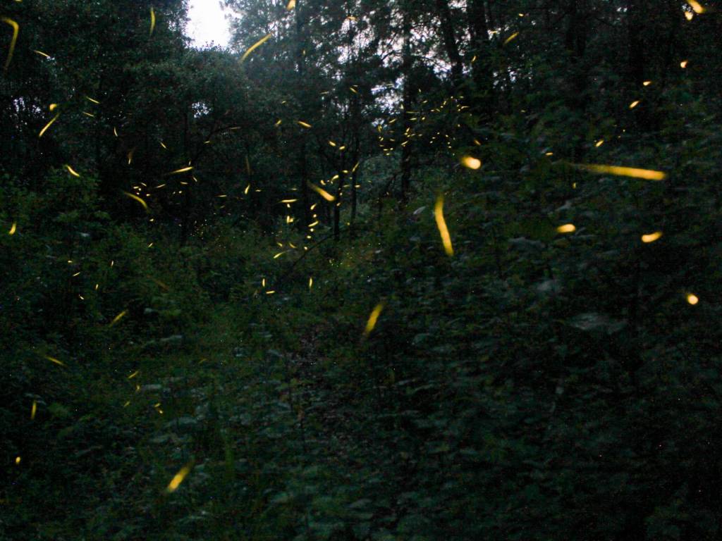 Todo lo que debes saber de la temporada de las luciérnagas en&nbsp;Tlaxcala