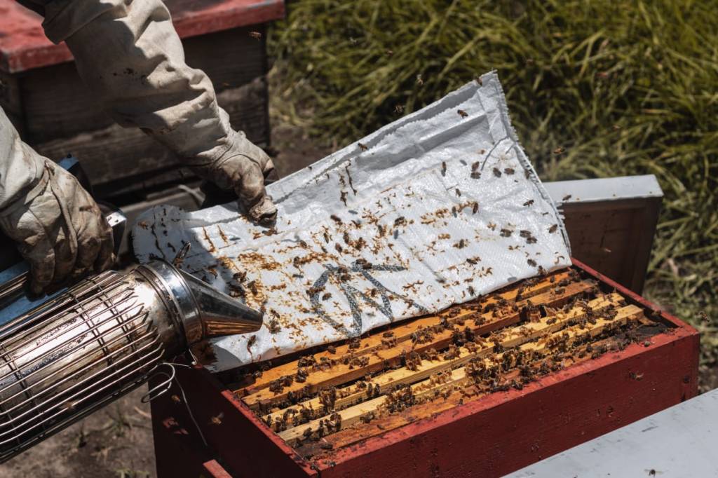 Rancho La Soledad: todo lo que debes saber. Parte II: Las luciérnagas, las abejas y algo&nbsp;más.