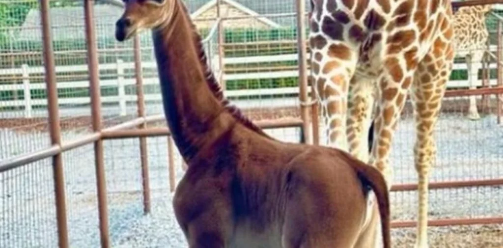 ¡Oiñ! Nació una jirafa sin manchas y estamos&nbsp;fascinados