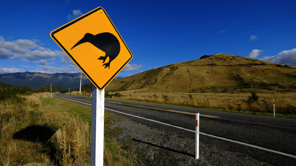 Otro paso para salvar al kiwi de la&nbsp;extinción