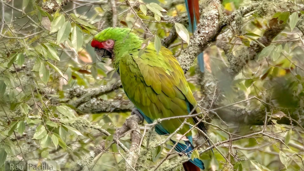 Captan en Hidalgo especie de guacamayas en peligro de&nbsp;extinción