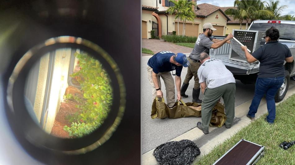 Descubren animal de una especie en peligro de extinción en un&nbsp;jardín