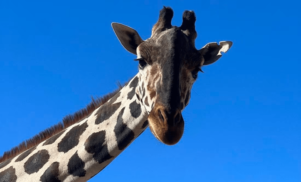 ¡Es oficial! Jirafa «Benito» SÍ será trasladada a Africam Safari en&nbsp;Puebla