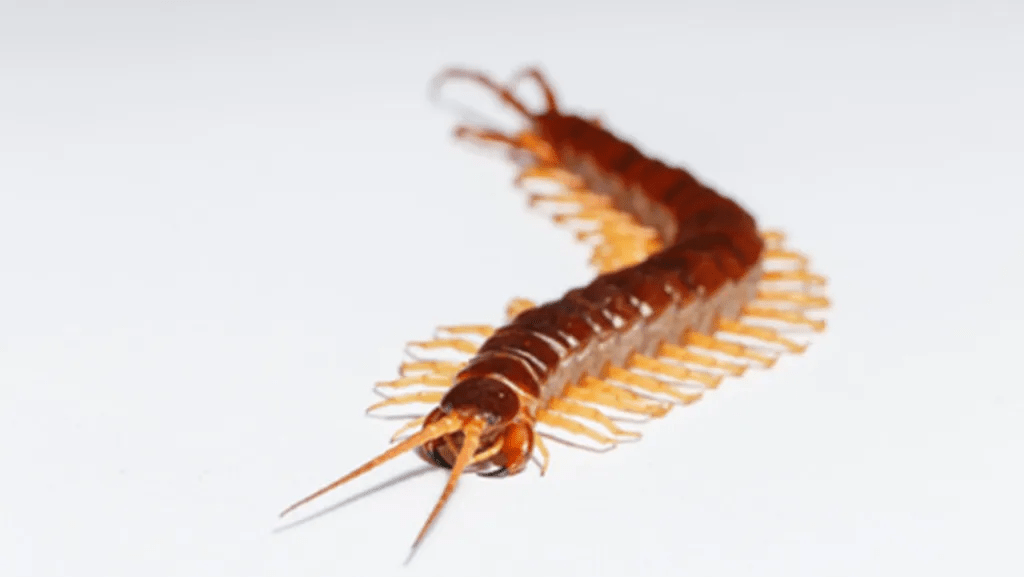 Descubre el profundo significado de la presencia de un ciempiés en tu&nbsp;hogar