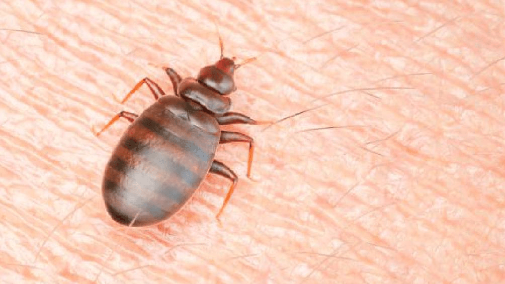 ¿Cuándo inicia la temporada de chinches en&nbsp;México?