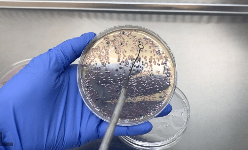 Analizan en UNAM más de 41 mil muestras bacterianas resistentes a&nbsp;antibióticos