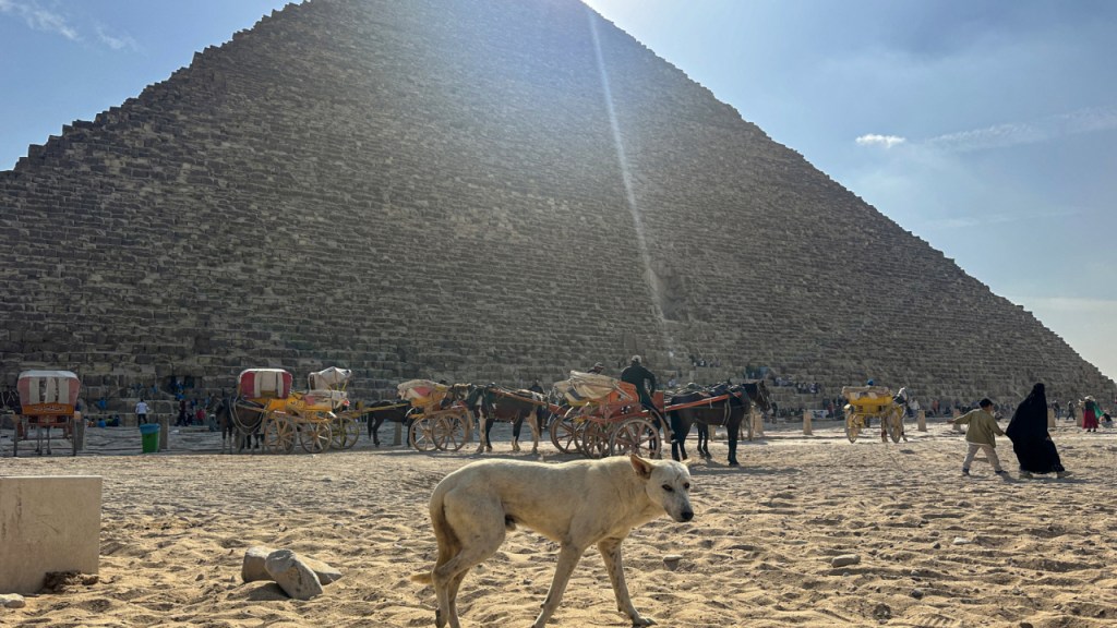 Los perros callejeros se convierten en una sensación en las pirámides de&nbsp;Egipto